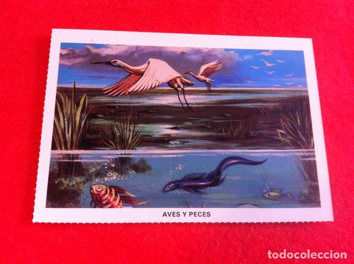 Postkarten: LAS M&Aacute;S BELLAS TARJETAS POSTALES. LA SAGRADA BIBLIA. AVES Y PECES