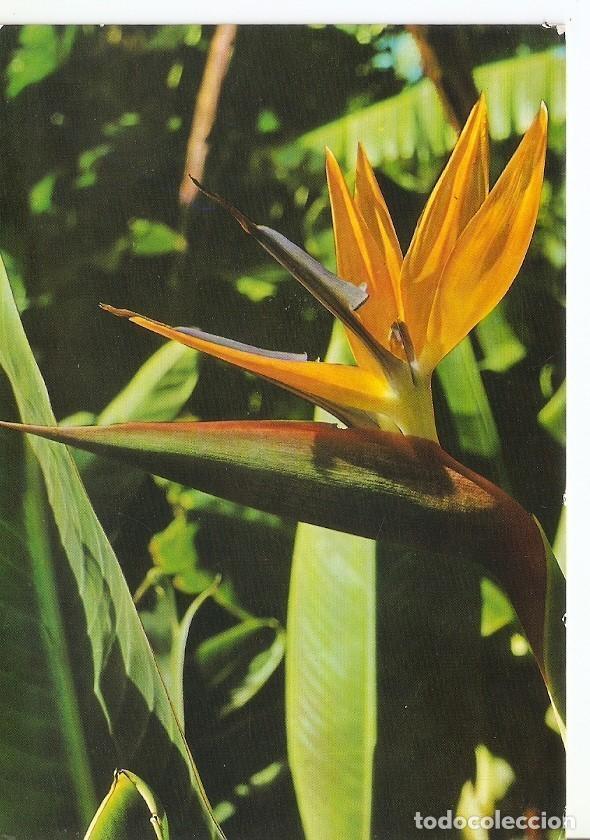 postal 034232 : flores de canarias. pajaro del - Buy Other Old Postcards at  todocoleccion - 339225023