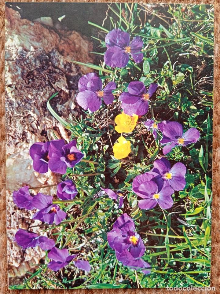 Postcards: VIOLA CALCARATA - FLOR