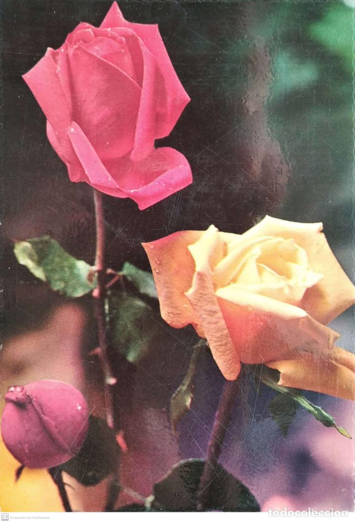 Postales: Rosas. Ancla 13040. Usada. Color - Foto 1