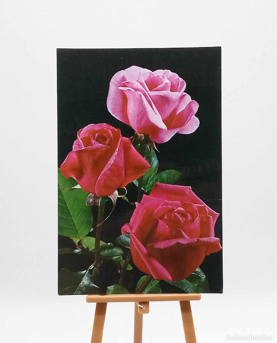 Postales: Postal 6163 - Flores - Rosas - Foto 1