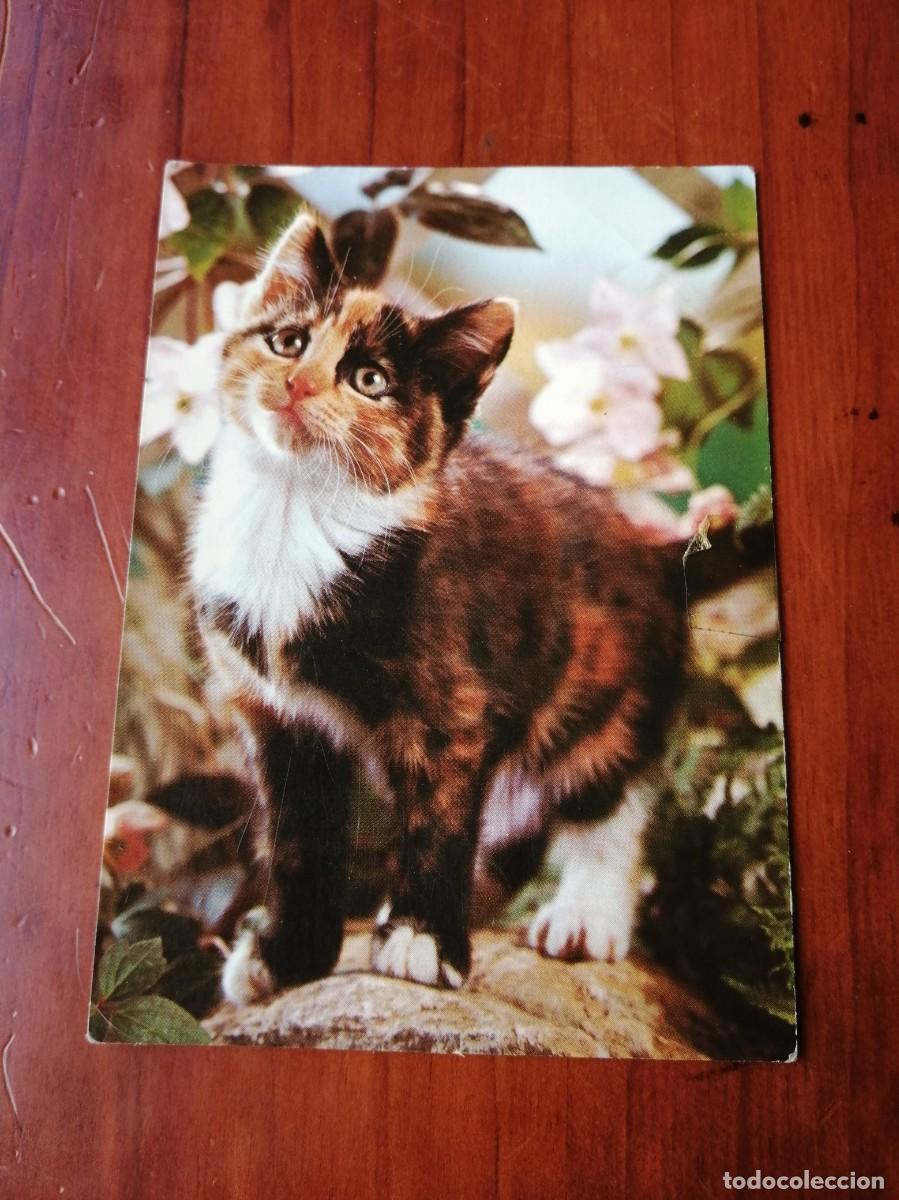 Postales: POSTAL GATO COLECCION PERLA - Foto 1