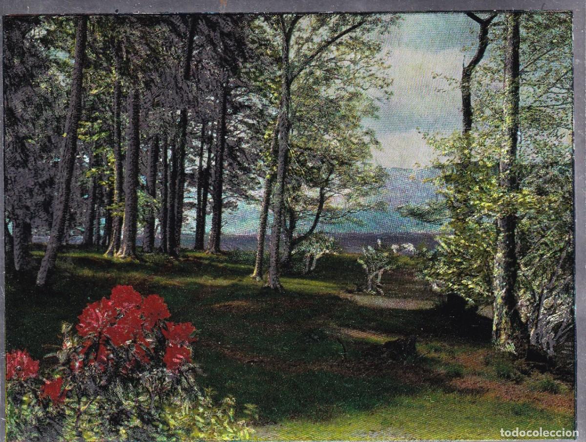 Postcards: Paisaje &middot; Bosque &middot; Lago &middot; &Aacute;rboles &middot; Flores - Warren N&uacute;m. 78 / Efecto plateado