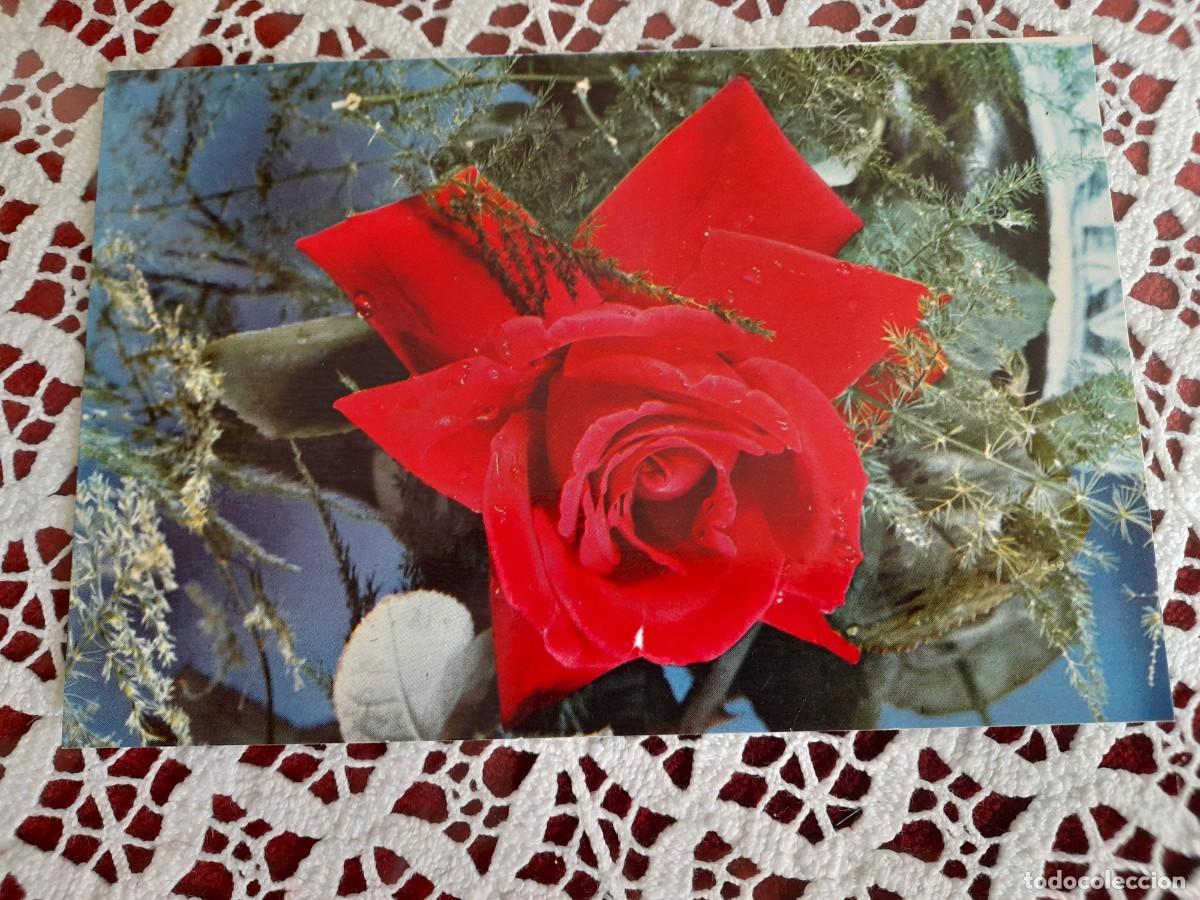 Postales: Rosa roja con gotas de agua - Foto 1