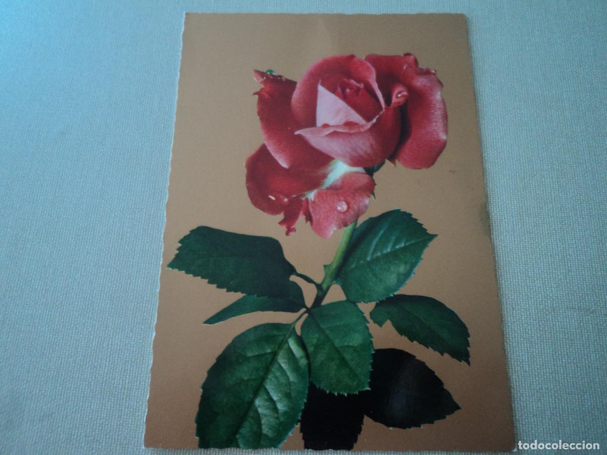 Postales: rosa con gotas de agua, cecami 897, circulada - Foto 1