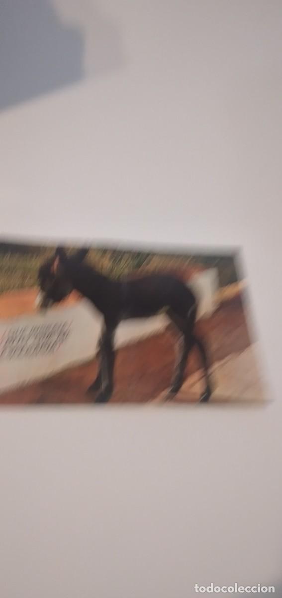 Postales: C-TKSH POSTAL LA DE FOTO BURRO - Foto 1
