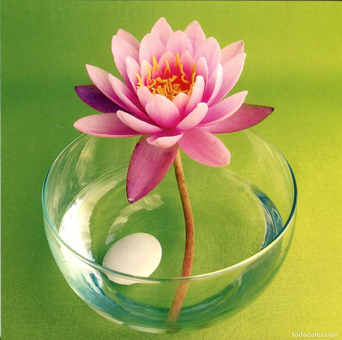 Postales: TARJETA DIPTICO CON SOBRE NOUVELLES IMAGES WATER LILY