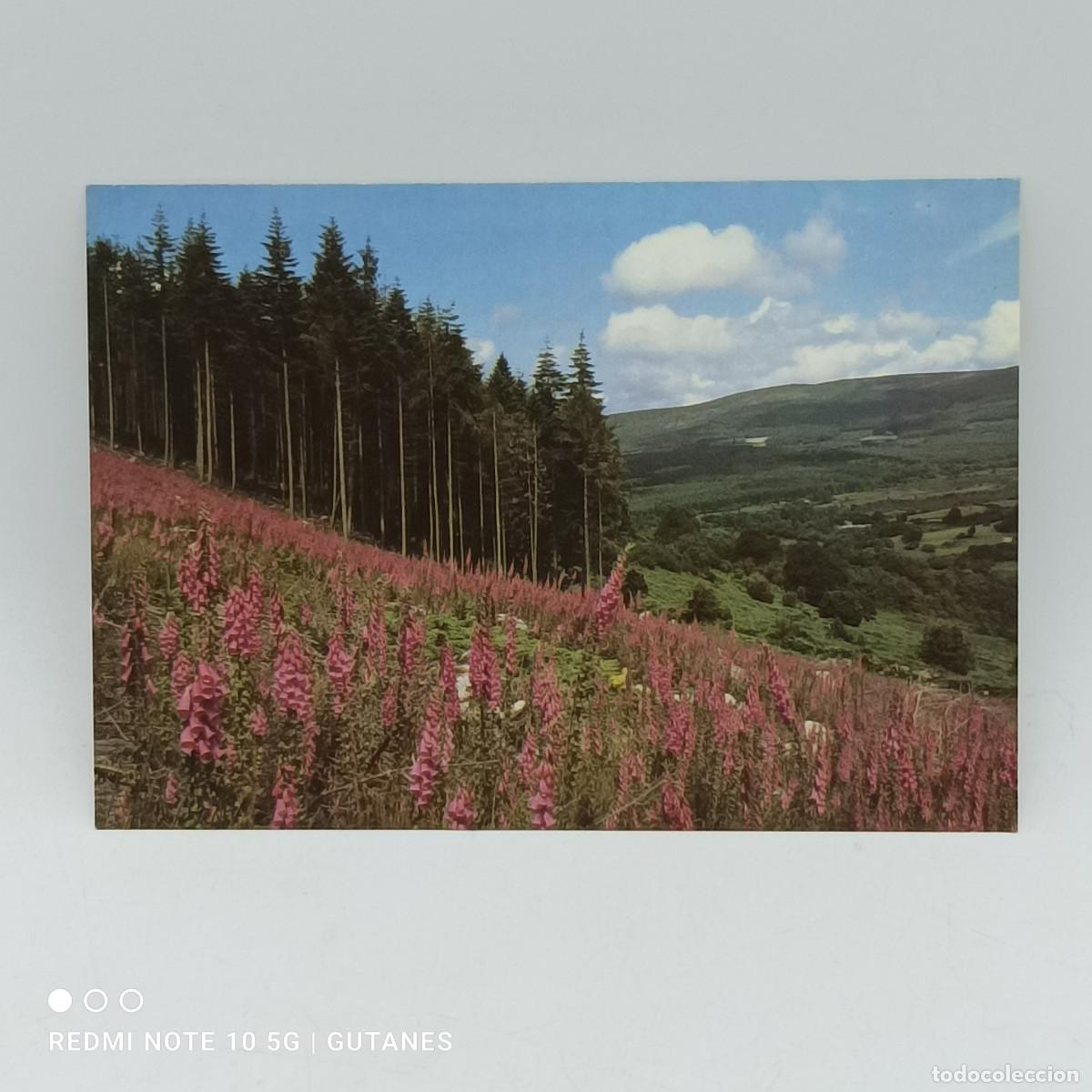 Postkarten: POSTAL-IRLANDA