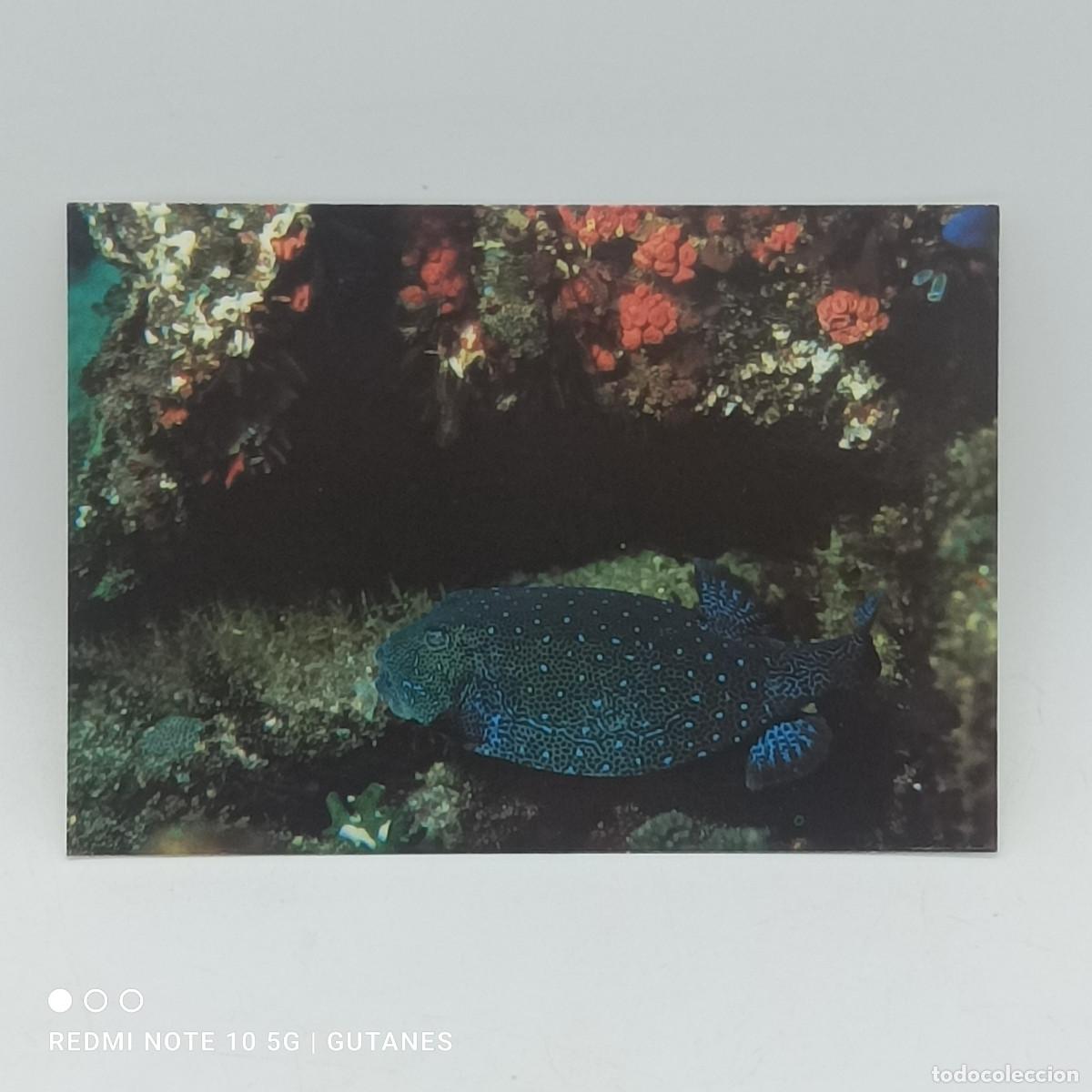 Postales: POSTAL-FUNDACION COUSTEAU - Foto 1