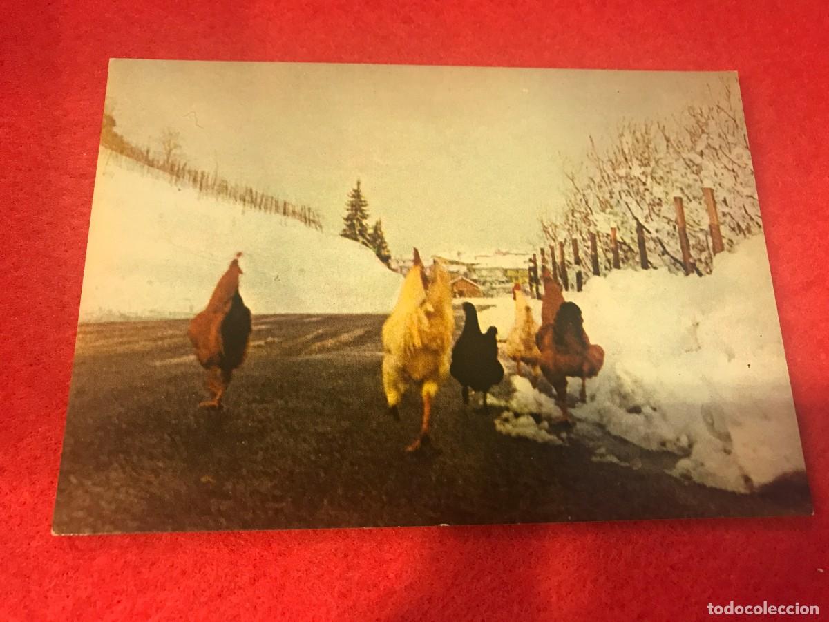 Cartes Postales: POSTAL. FESTA IN PAESE... GALLINAS. FOTOCOLOR PEROLI-BRA.