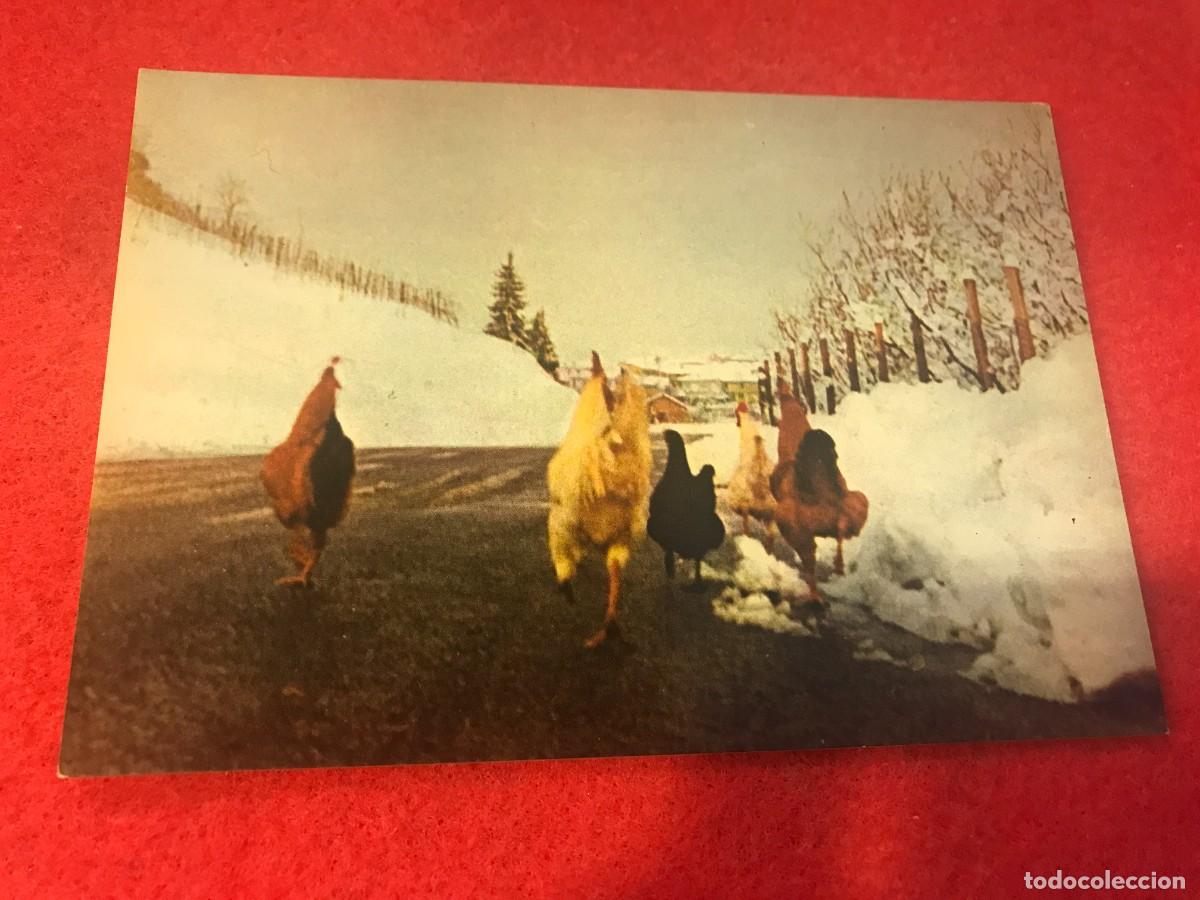 Cartes Postales: POSTAL. FESTA IN PAESE... GALLINAS. FOTOCOLOR PEROLI-BRA.