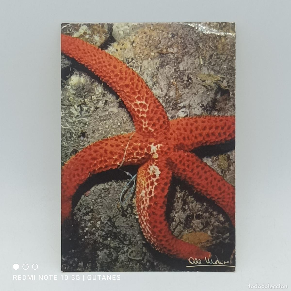 Postales: POSTAL-ALBERT MONIER - Foto 1