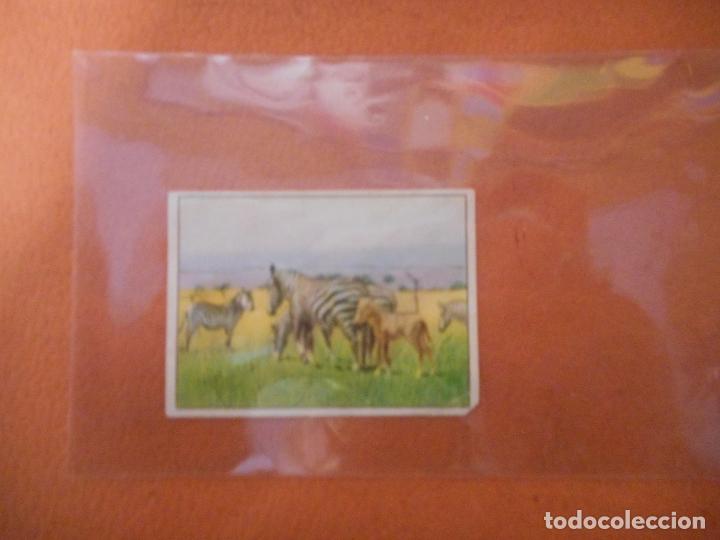 Postales: BONITO POSTAL.LAS CEBRAS. - Foto 1