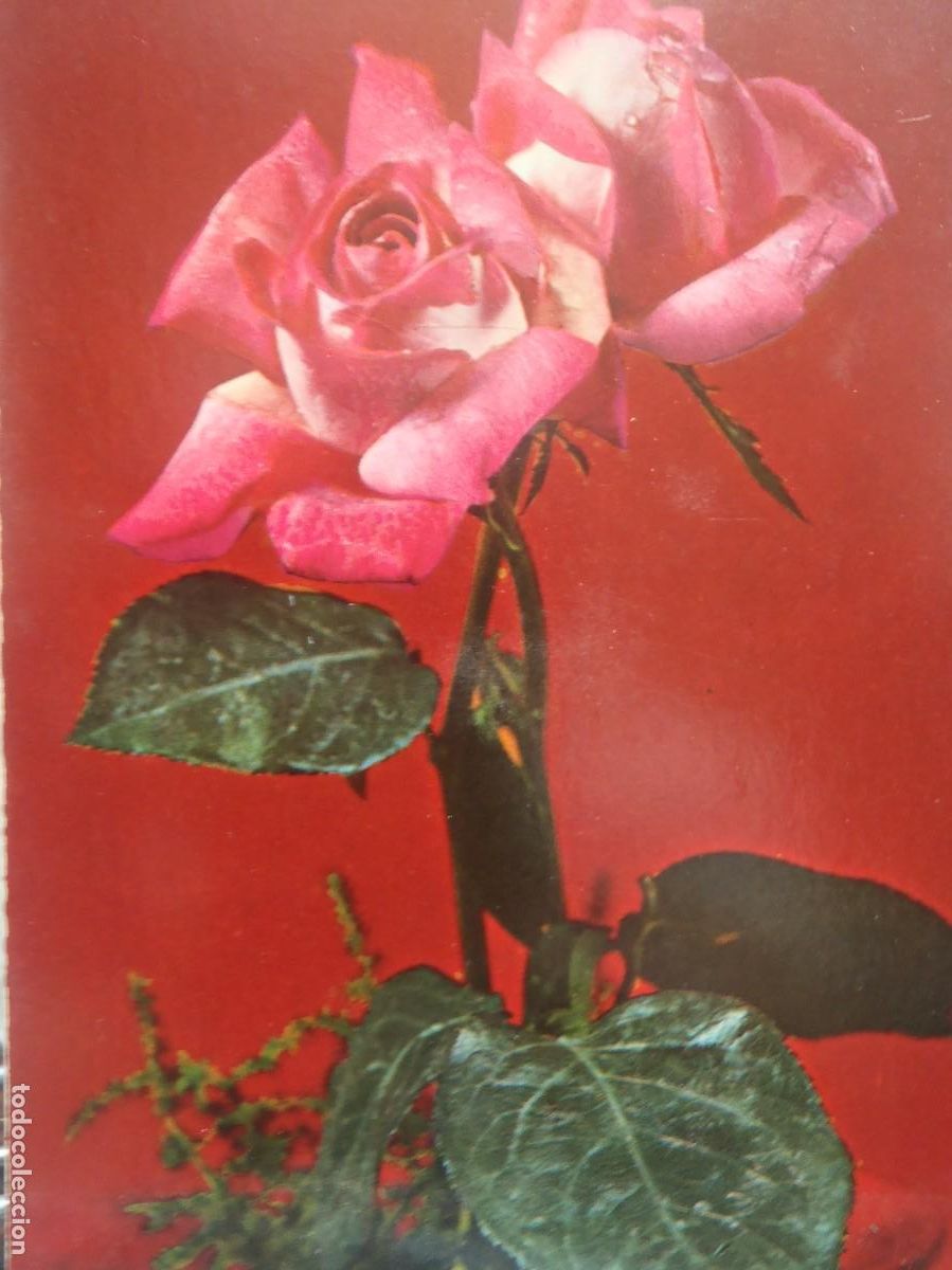 Postales: ROSA - Foto 1
