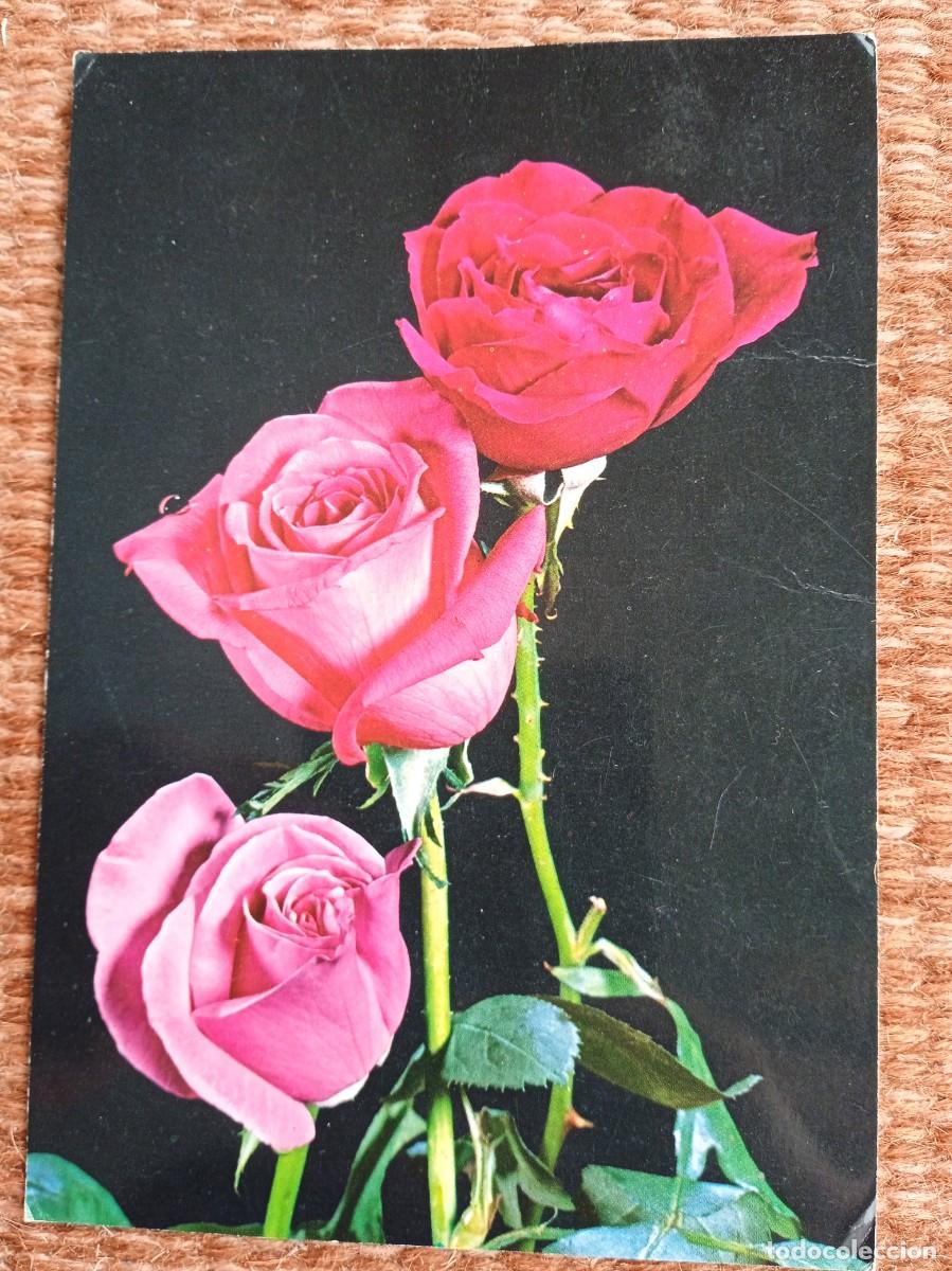 Postales: 3 ROSAS - Foto 1