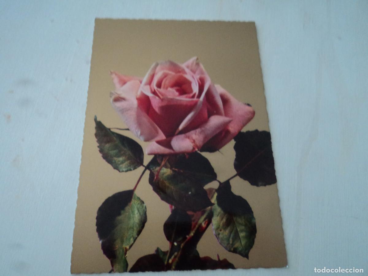Postales: rosa, ed. cecami 865 - Foto 1