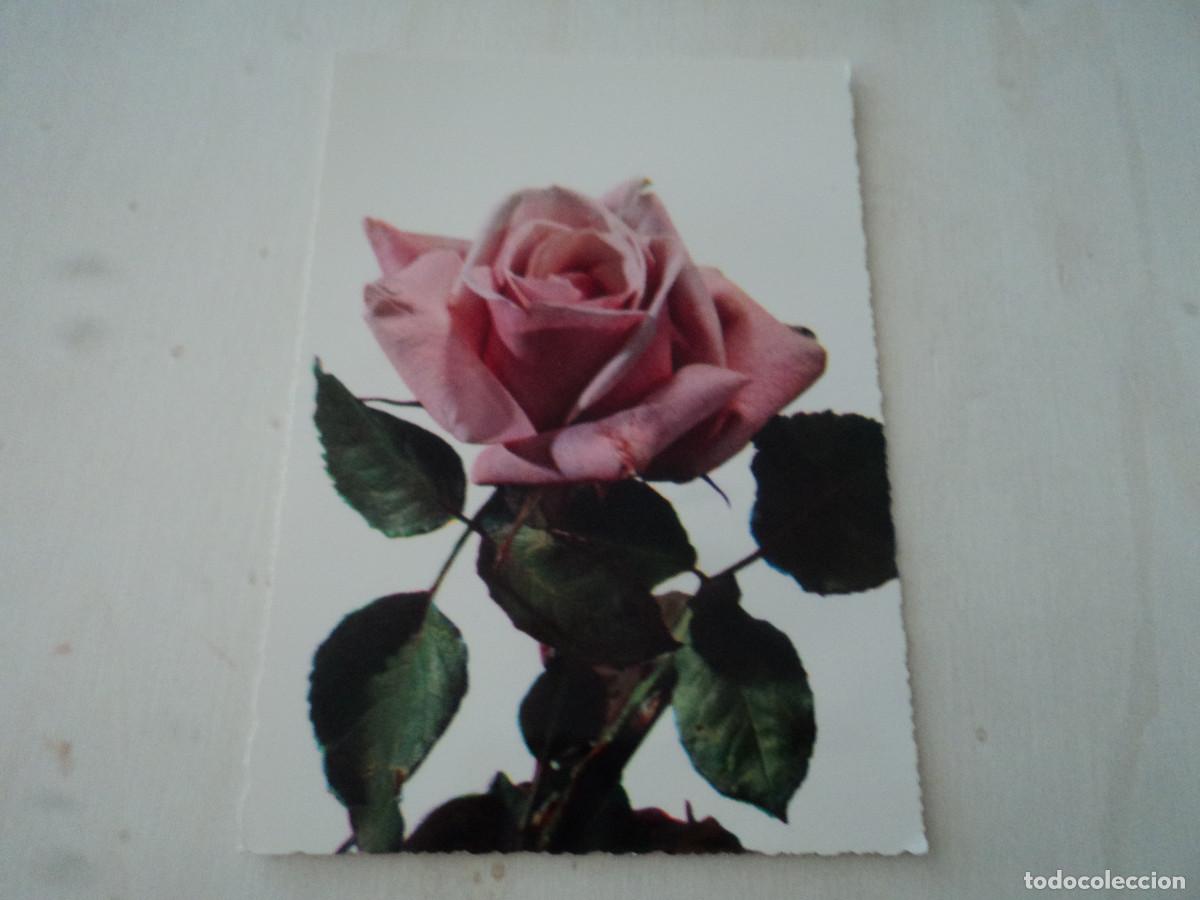 Postales: rosa, ed. cecami 823 - Foto 1