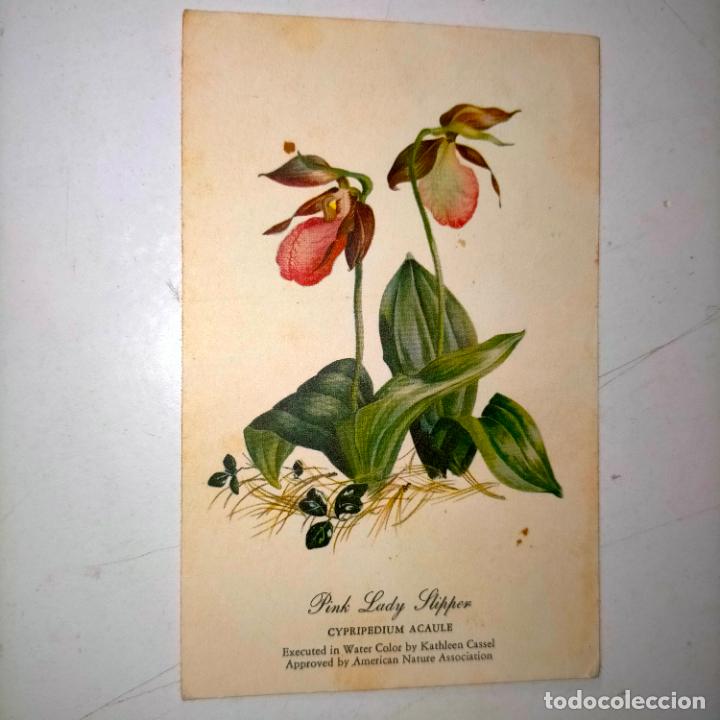 Postkarten: HAGA SU OFERTA .... Antigua postal - PAISAJES FLORES PLANTAS