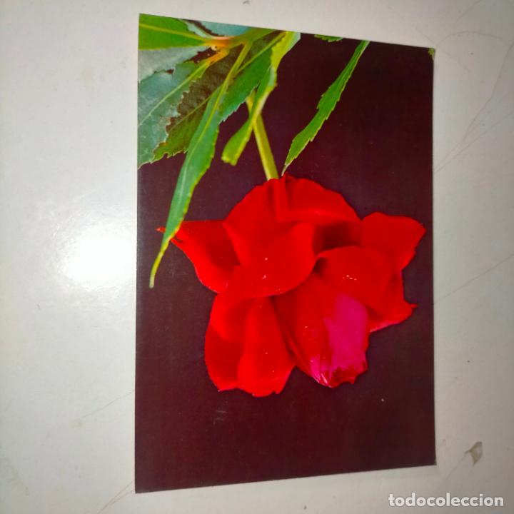 Postkarten: HAGA SU OFERTA .... Antigua postal - PAISAJES FLORES PLANTAS