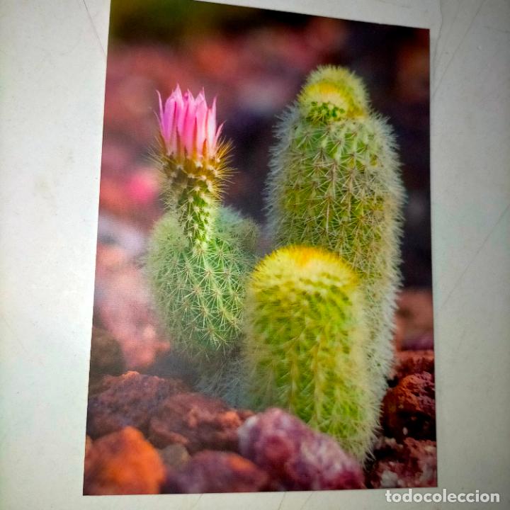 Postkarten: HAGA SU OFERTA .... Antigua postal - PAISAJES FLORES PLANTAS