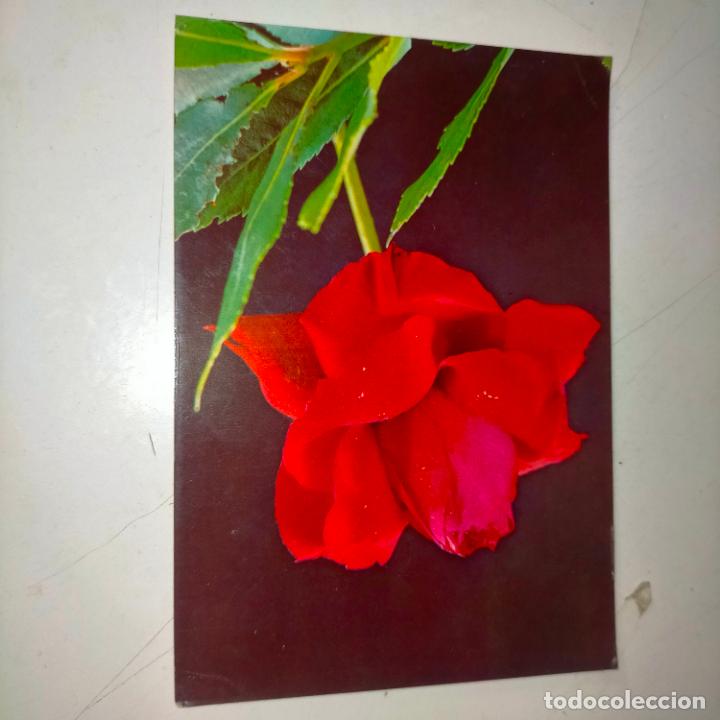 Postkarten: HAGA SU OFERTA .... Antigua postal - PAISAJES FLORES PLANTAS