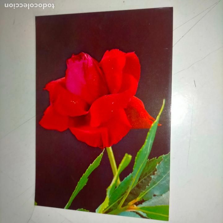 Postkarten: HAGA SU OFERTA .... Antigua postal - PAISAJES FLORES PLANTAS