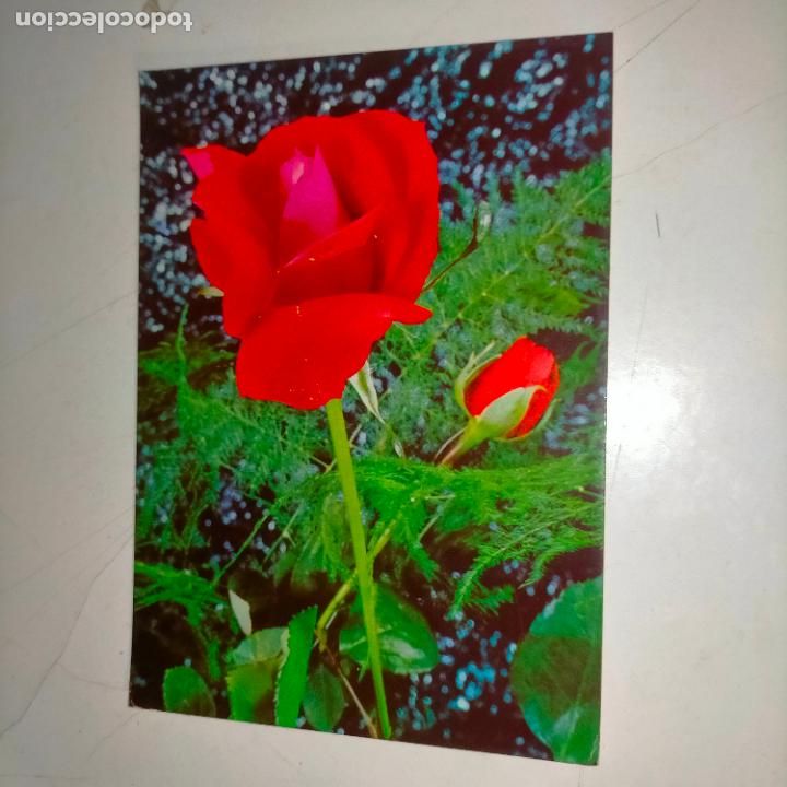 Postkarten: HAGA SU OFERTA .... Antigua postal - PAISAJES FLORES PLANTAS