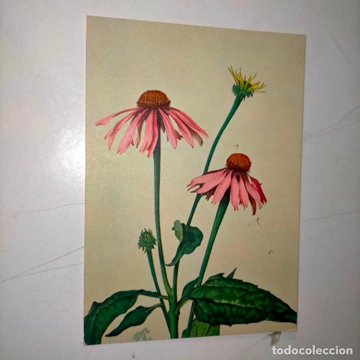Postkarten: HAGA SU OFERTA .... Antigua postal - PAISAJES FLORES PLANTAS