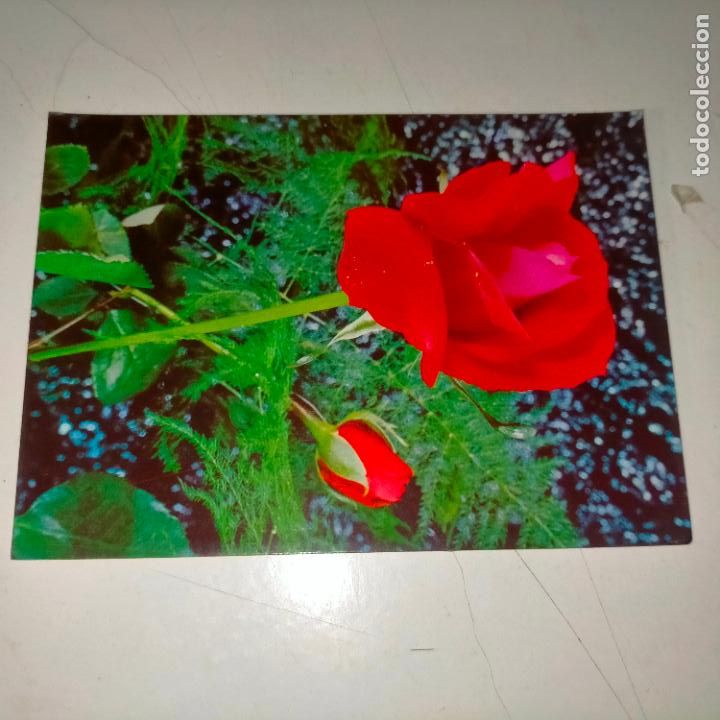 Postkarten: HAGA SU OFERTA .... Antigua postal - PAISAJES FLORES PLANTAS