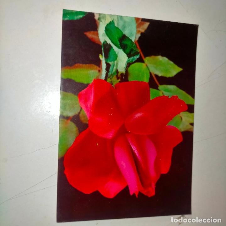 Postkarten: HAGA SU OFERTA .... Antigua postal - PAISAJES FLORES PLANTAS