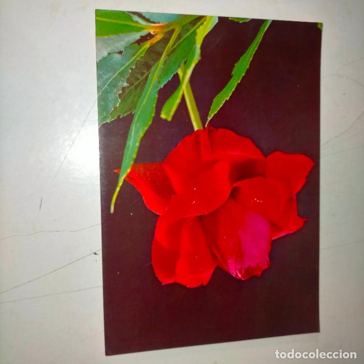 Postkarten: HAGA SU OFERTA .... Antigua postal - PAISAJES FLORES PLANTAS