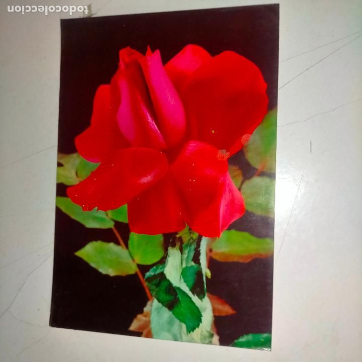 Postkarten: HAGA SU OFERTA .... Antigua postal - PAISAJES FLORES PLANTAS