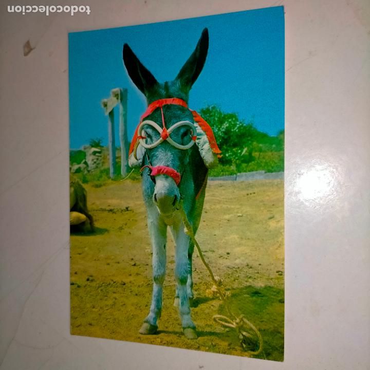 Postkarten: HAGA SU OFERTA .... Antigua postal - BURRO ESPA&Ntilde;A