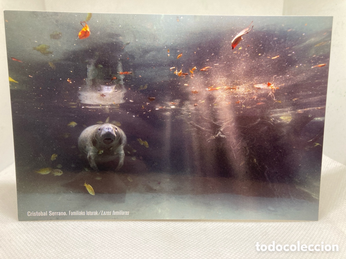 Postales: POSTAL FOTO CRISTOBAL SERRANO 2014 - Foto 1