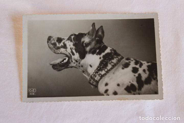 Postales: POSTAL PERRO GRAN DANES, DOGO, CON PUBLICIDAD - Foto 1