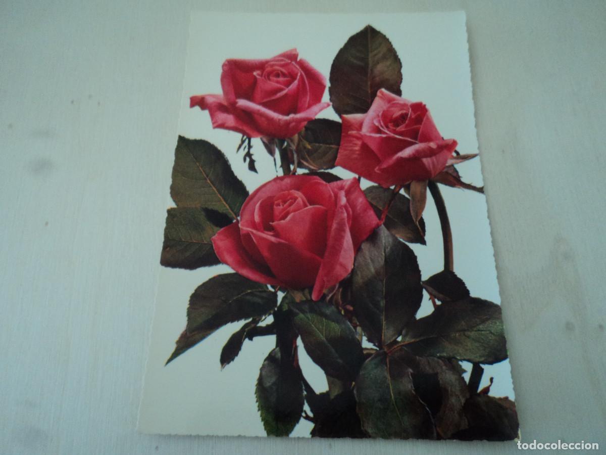 Postales: rosas, cecami 800, circulada, 1966 - Foto 1