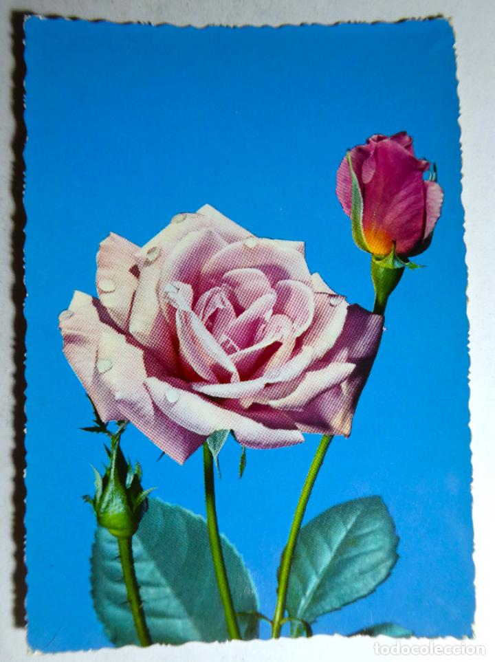 Postales: POSTAL DE UNA ROSA ED. C Y Z 6323 - Foto 1