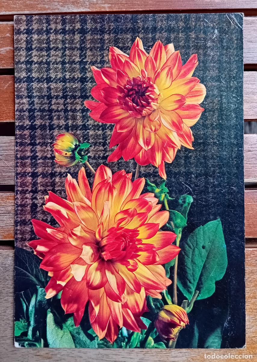 Postales: POSTAL - TEM&Aacute;TICA - FLORES Y PLANTAS - CyZ - N&ordm; 7217/31 B - Dalia amarilla y roja- 1971
