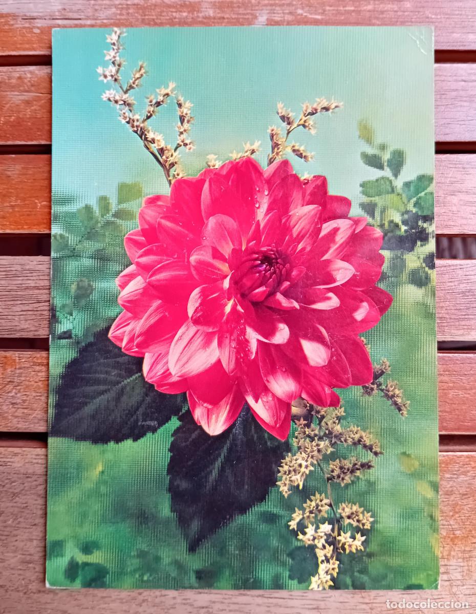 Postales: POSTAL - TEM&Aacute;TICA - FLORES Y PLANTAS - CyZ - N&ordm; 7217/31 D - Dalia rosa- 1971