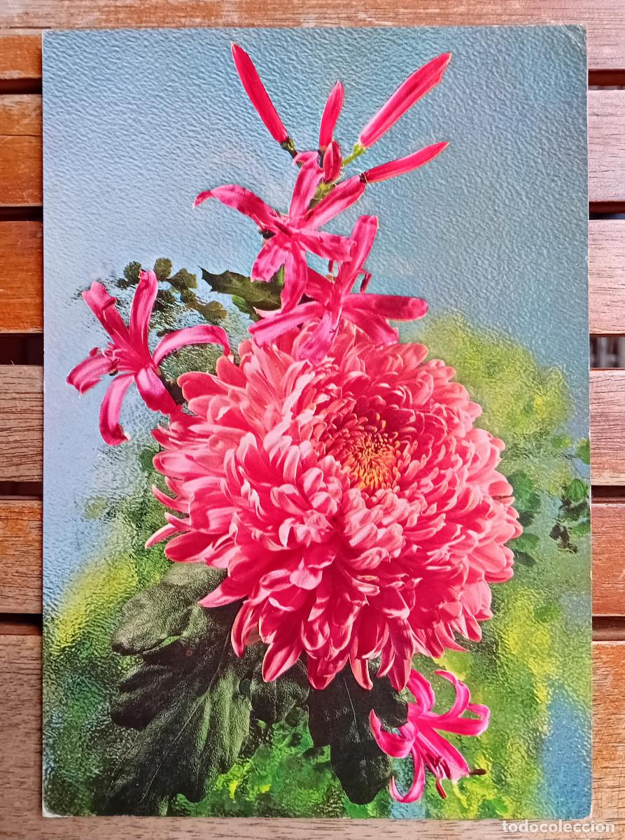 Postais: POSTAL - TEM&Aacute;TICA - FLORES Y PLANTAS - CyZ - N&ordm; 7217/31 C - Crisantemo rosa- 1971