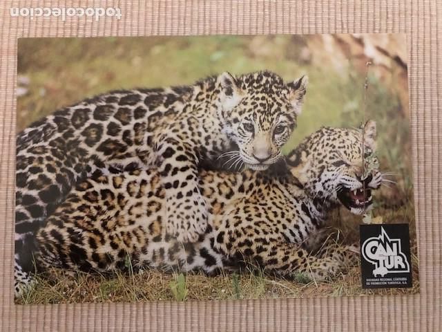 Postales: Postal Parque de Cab&aacute;rceno (Cantabria) Jaguares