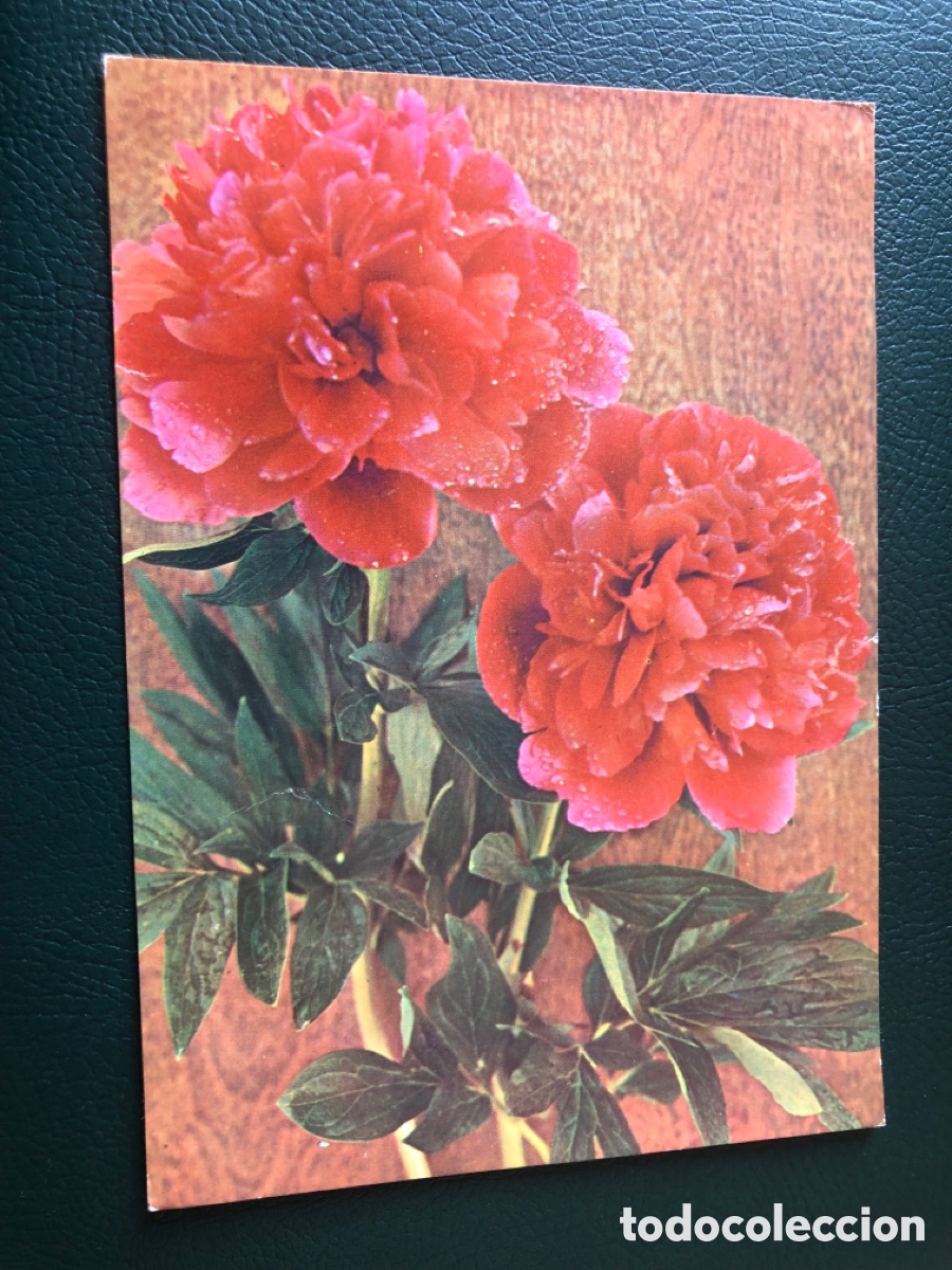 Postales: Postal rusa de flores. Circulada. ASM - Foto 1