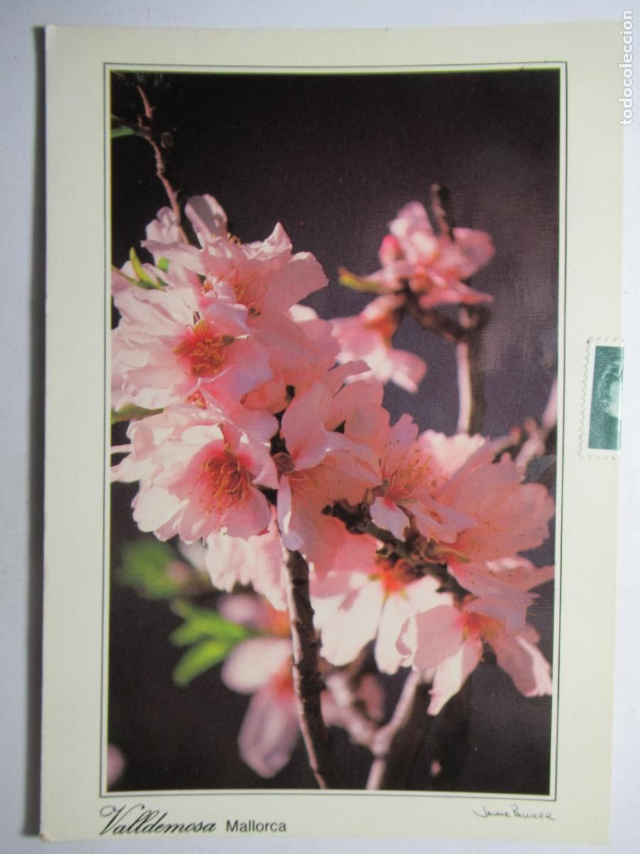 Postales: Postal Flores Valldemosa Mallorca - Foto 1