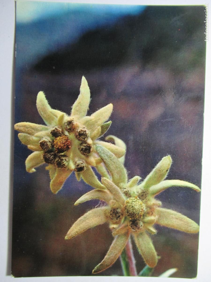Cartoline: Postal Flores Flor de la Nieve Edelweis