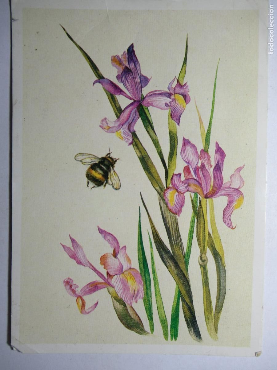 Cartoline: Postal Flores