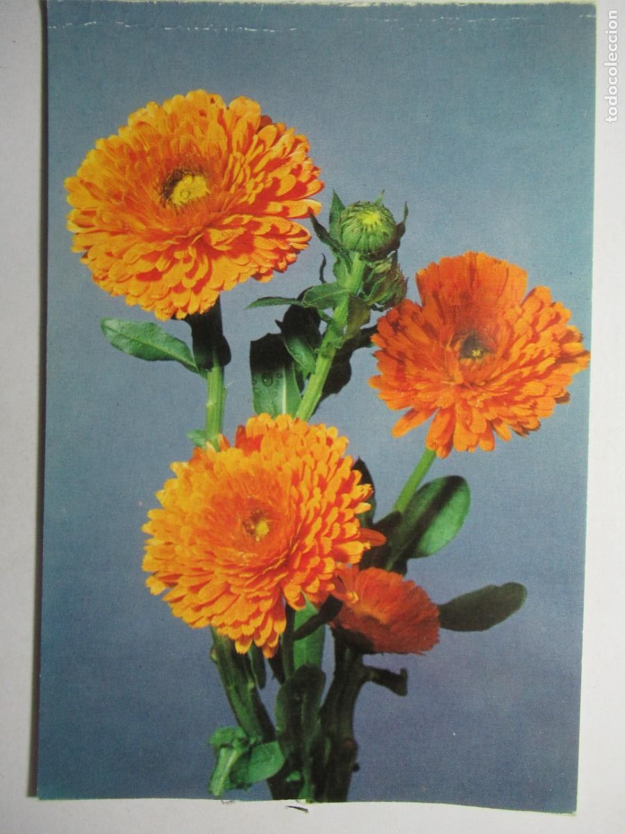 Cartoline: Postal Flores Coronados amarillos