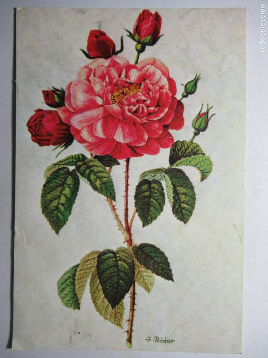 Cartoline: Postal Flores