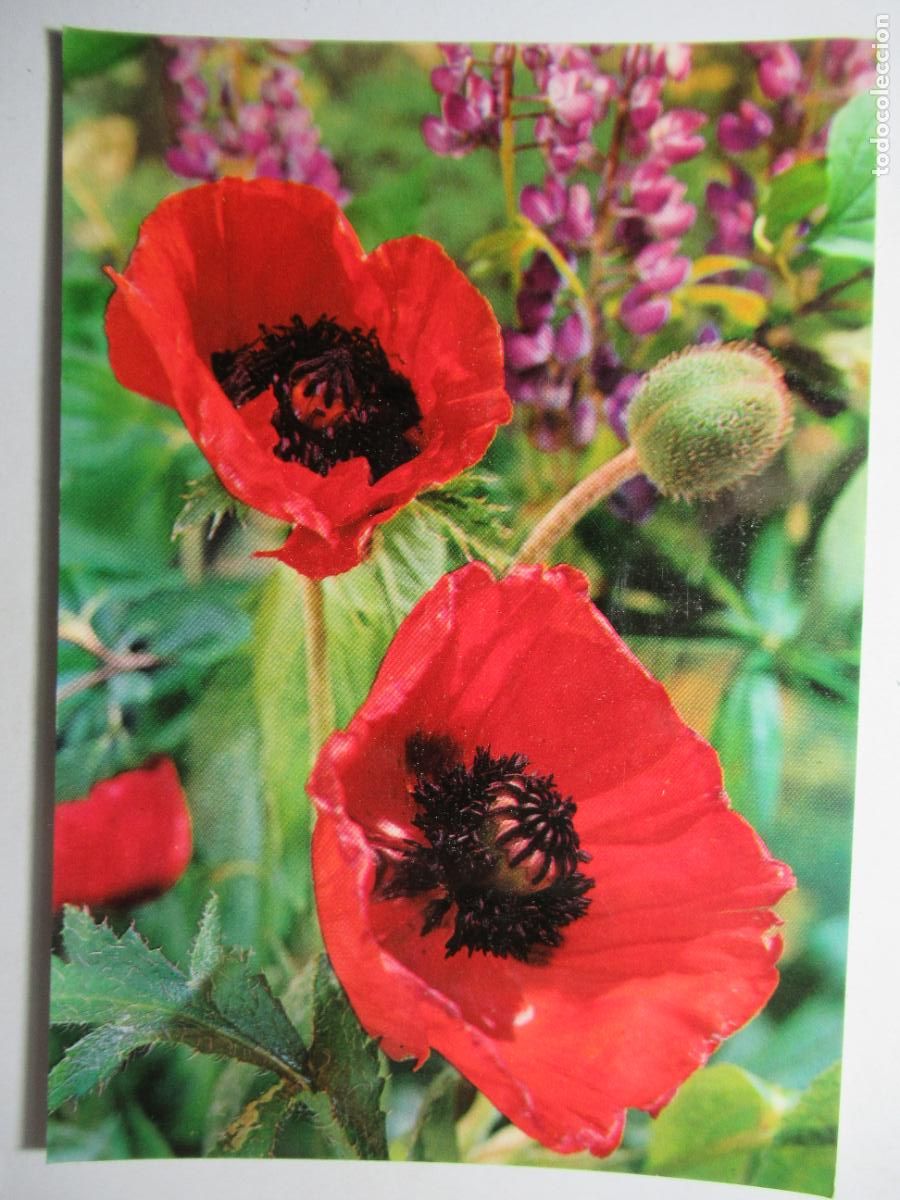 Cartoline: Postal Flores