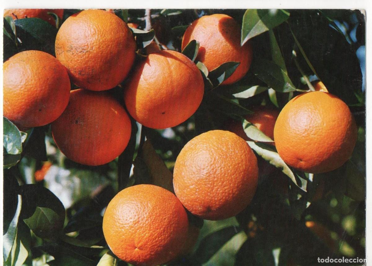 Postales: Naranjas espa&ntilde;olas-circulada- - Foto 1