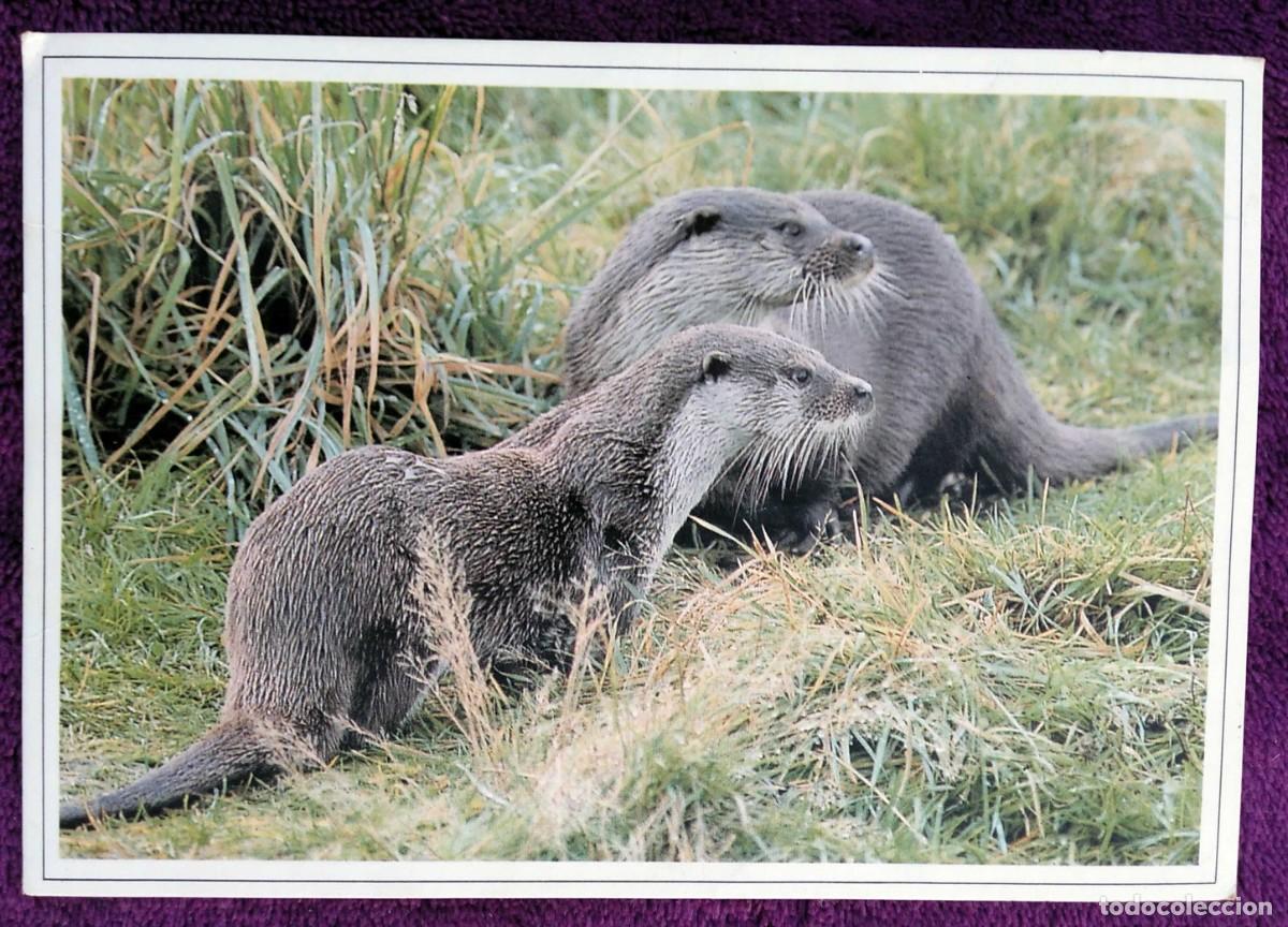 Postales: POSTAL WILDLIFE - NUTRIAS COMUNES (1991) - Foto 1
